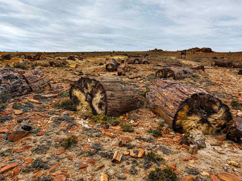 Troncos de árboles convertidos en piedra, tirados sobre la meseta