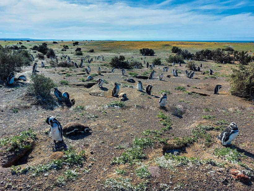 Colonia de pingüinos de Magallanes en la costa