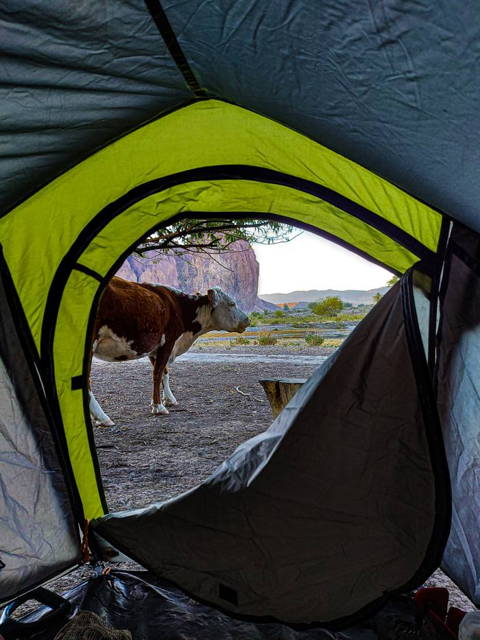 Vista desde el interior de una carpa: una vaca parada afuera, con un gran paredón de roca al fondo