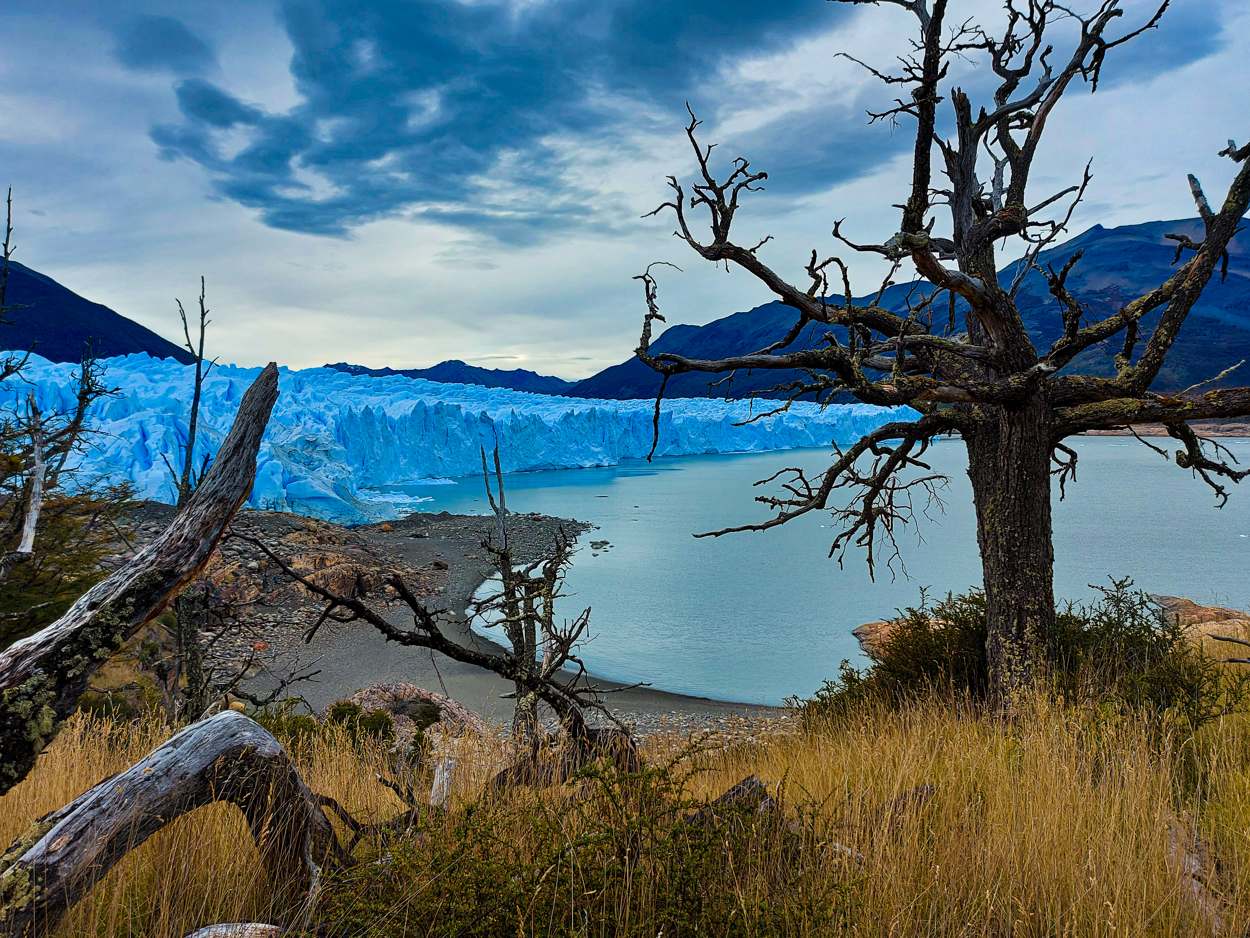 El glaciar Perito Moreno visto entre árboles secos