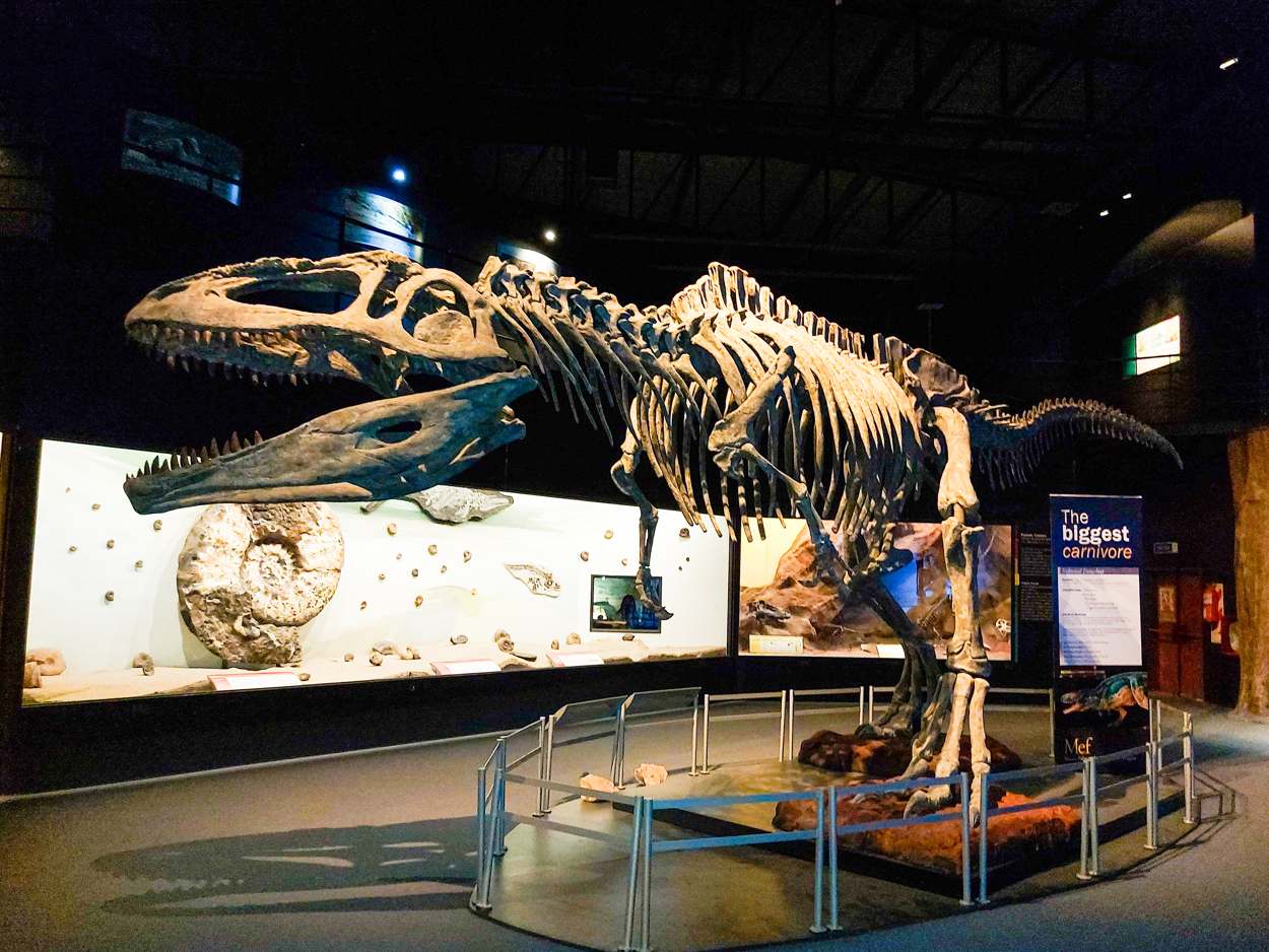 Esqueleto completo de un dinosaurio carnívoro montado en un museo